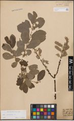 Foto von Salix cinerea L.